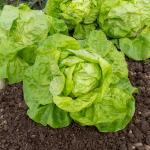 Potagères - Laitue Pommée Grosse Blonde Paresseuse - face recto